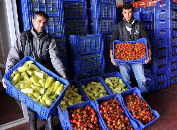 80 En Iyi Kumluca Hal Fiyatlari Goruntusu Salatalik Lucca 13 Ocak