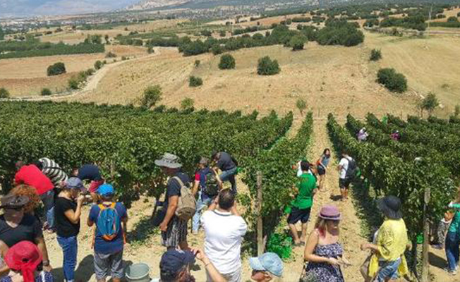 İlkbahar sıcak geçti, bağ bozumu erken başladı