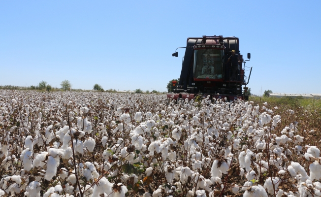 Pamuğun kilo fiyatı 3.80 TL olarak açıklandı