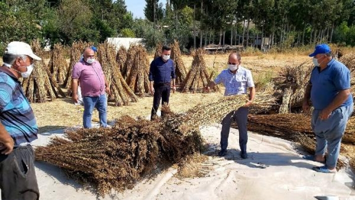 Bu yıl üreticinin yüzü susamla gülecek