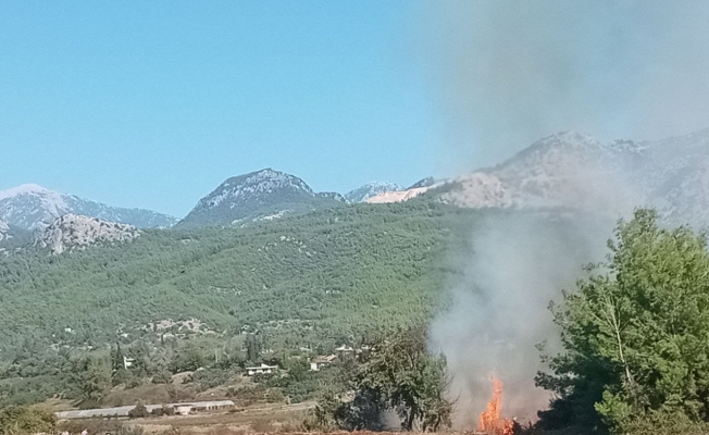 Antalya'da zeytinlikte yangın