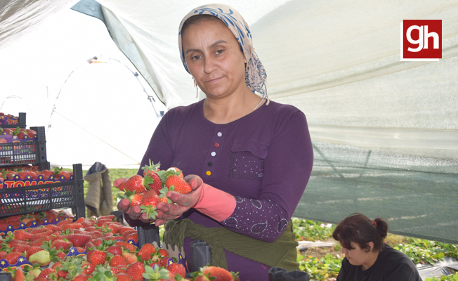 45 gün beklenip 6 ay hasat yapılıyor