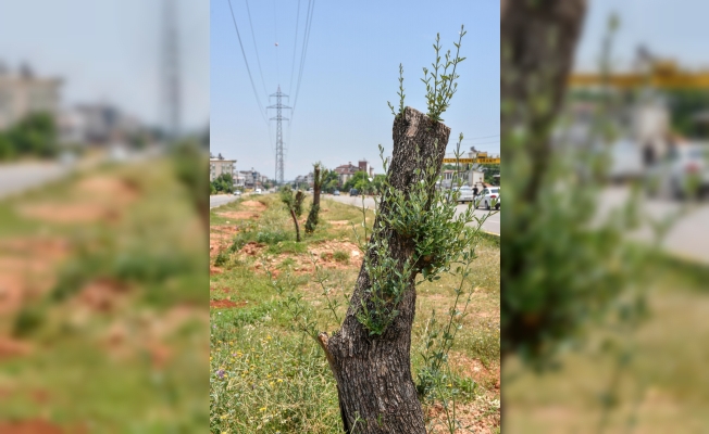  Kepez kocaman bir zeytin bahçesi oluyor