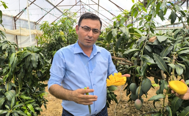 Alanya'da mango hasadı başladı