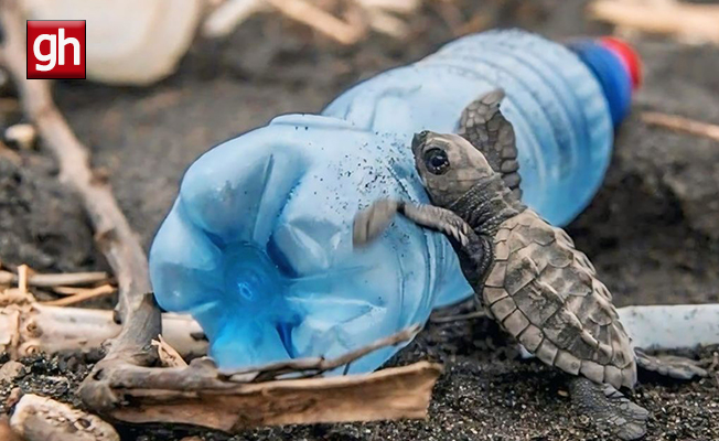 Caretta carettaların plastiklerle mücadelesi