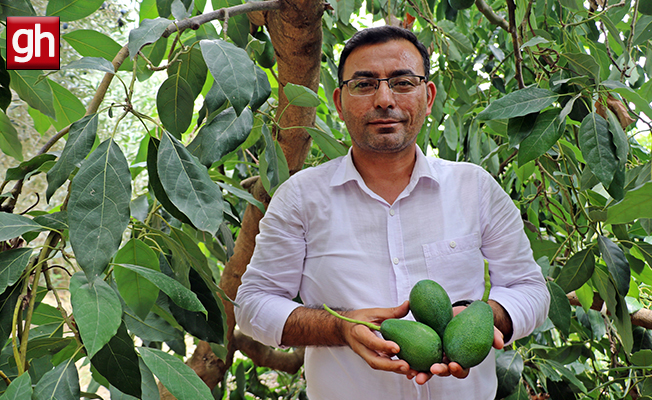 Alanya'da avokado hasadı başladı