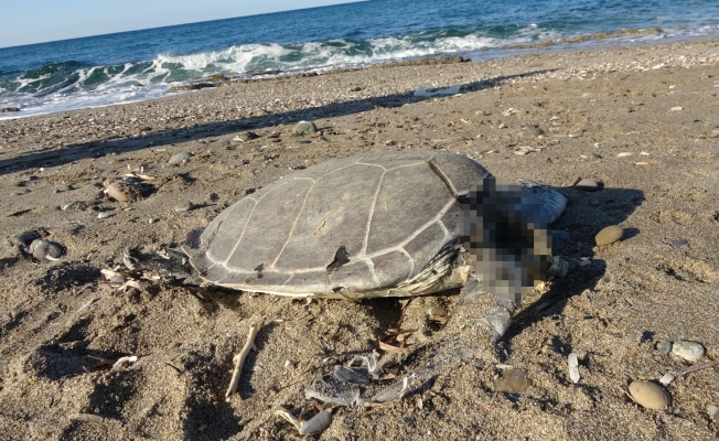 Alanya’da son bir haftada iki caretta caretta ölü bulundu