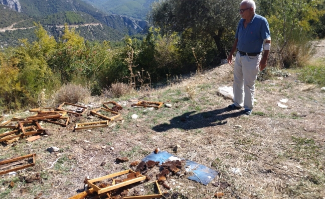 Antalya'da aç kalan ayılar kovanları parçaladı