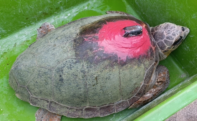 Tedavileri tamamlanan 2 caretta caretta denize bırakıldı