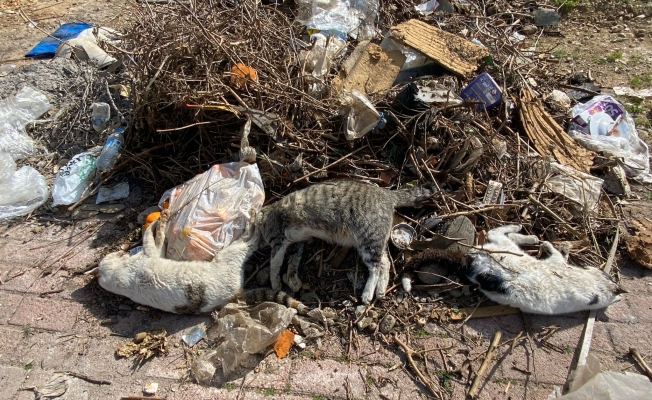 Serik'te çok sayıda ölü kedi bulundu