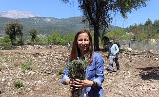 Kemer lavanta kokacak