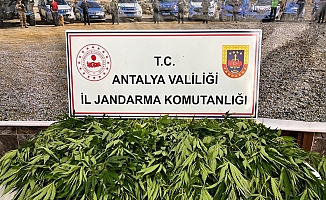 Antalya'da 268 kök kenevir ele geçirildi