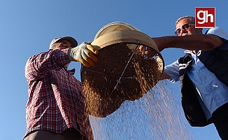 "Altın susam"da hasat zamanı, kilosu 80-85 TL’den alıcı buluyor