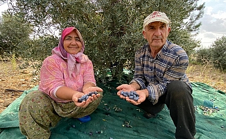  Antalya'da şarkılı türkülü zeytin hasadı