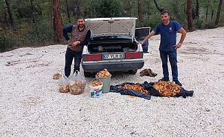 Bir günde 100 kilogram mantar topladılar