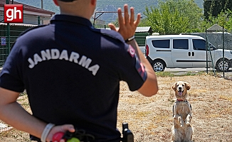 Orman yangınlarındaki kundaklama ve sabotaj, ‘Zeytin'in burnundan geçiyor