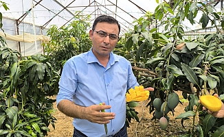 Alanya'da mango hasadı başladı