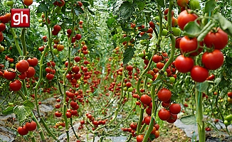 Bu domatesler hastalık ve virüse yakalanmıyor