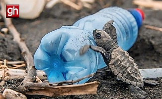 Caretta carettaların plastiklerle mücadelesi