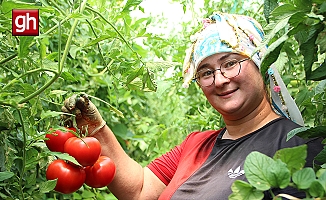 Çiftçi pembe domates fiyatından memnun değil