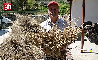 Torosların şifa dağıtan adamı