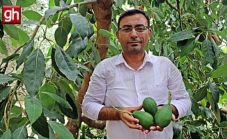 Alanya'da avokado hasadı başladı