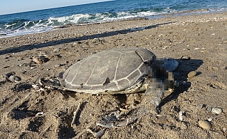 Alanya’da son bir haftada iki caretta caretta ölü bulundu