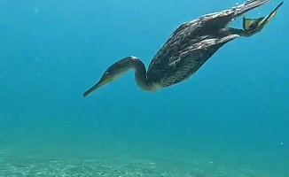 Dalgıçlara su altında 'karabatak' sürprizi