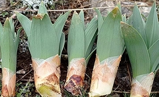 Çiriş otu sezonu başladı