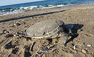 Alanya’da son bir haftada iki caretta caretta ölü bulundu