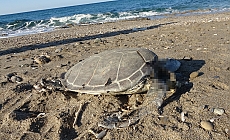 Alanya’da son bir haftada iki caretta caretta ölü bulundu